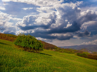 Rosehip bushes on meadow in hilly landscape with heavy rain clouds forming in sky
