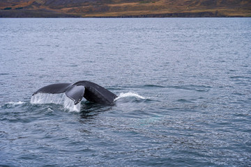 humpback whale diving to the ocean and tail on the surface  