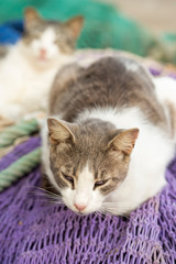 Cats in port, Essaouira, Morocco 