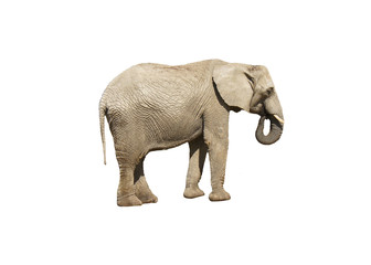 Fototapeta na wymiar Elephant close up. Grey elephant isolated on white background.