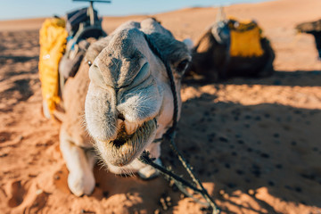 Close-up photo of a camel in the desert of Merzouga, Sahara, Morocco, Africa.