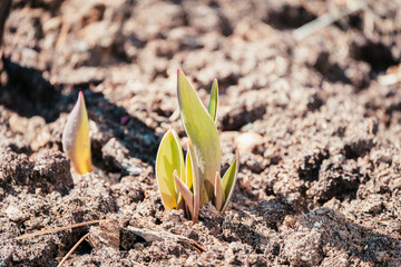 The first green sprouts of flowers came out of the ground on spring day.