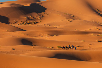 Berber man leads a caravan of camels in the desert Merzouga, Sahara, Morocco with tourists