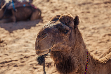 Close-up photo of a camel in the desert of Merzouga, Sahara, Morocco, Africa.