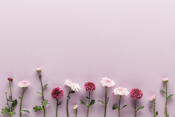 Flat lay with blooming spring Chrysanthemums on violet background with copy space