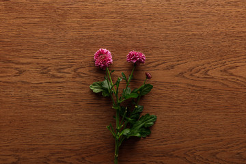 top view of blooming spring Chrysanthemums on wooden background
