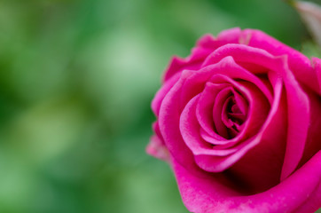 Blurred pink roses with blurred patterned backgrounds