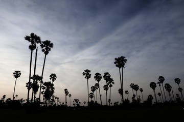 Silhouette coconut palm tree at sunset. nature outdoor photography. wallpaper of nature.