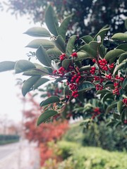 red berries on tree