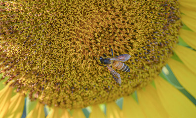 bee on a sunflower