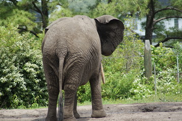 Fototapeta premium Elephant