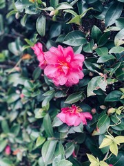 flowers in the garden