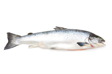 Altantic Slamon fish isolated on a white studio background.