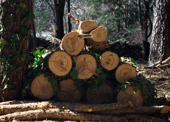 pile of logs in forest