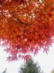 red maple leaves