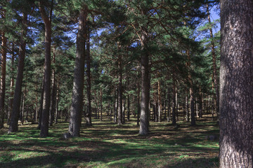 trees in the park