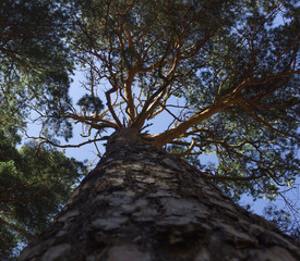 Pine seen from below 