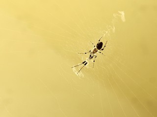 A spider makes its web at the corner of the room.