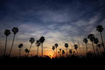 Silhouette coconut palm tree at sunset. nature outdoor photography. wallpaper of nature.