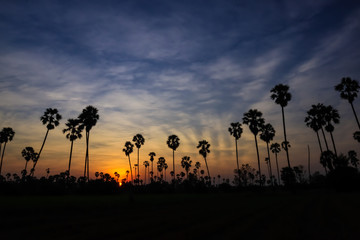 Silhouette coconut palm tree at sunset. nature outdoor photography. wallpaper of nature.