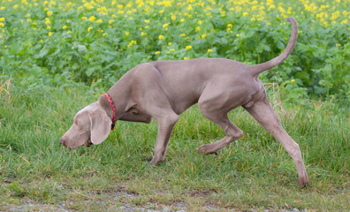 weimaraner vorstehhund folgt einer spur auf einer jagd im spätsommer