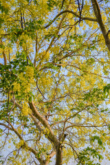 yellow tree in autumn