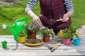 Gardeners hand planting flowers in pot with dirt or soil. Woman care of flowers in garden or greenhouse. gardener is happy for results.