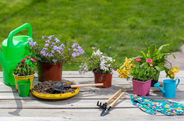 flowers in pots and garden tools on wooden background