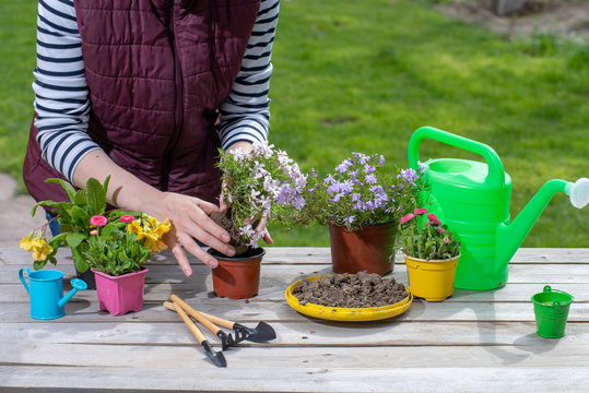 Gardener holding a pot with plant in garden and planting flowers in pot with dirt or soil