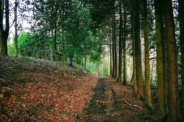 path in the forest