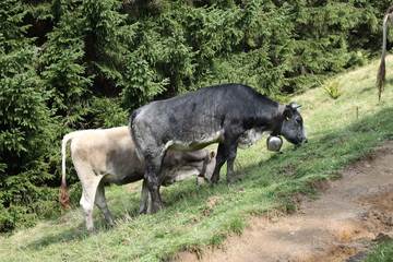 Almkühe