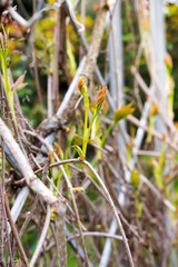 Fresh young leaves of climbing plants on a blurred background of wooden trunks and branches.