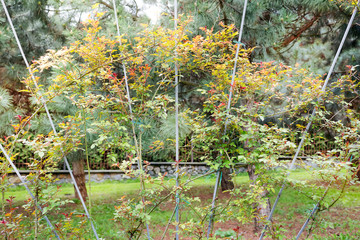Fresh young twigs of climbing plants on the metal rods of support lattice on a blurred trees background.