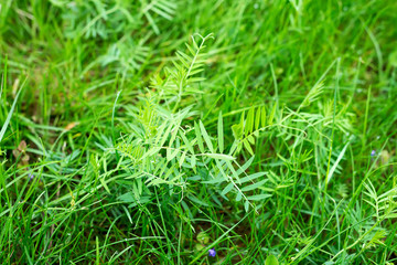 Close up natural background of fresh green grass with small drops of water.