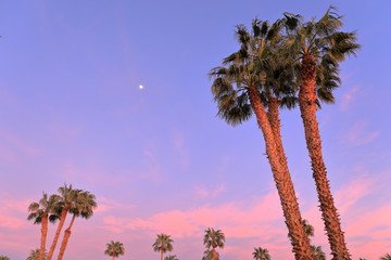 Sky Valley sunset with palm trees and moon - 326065841