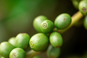 Coffee cherries. Coffee beans on coffee tree, branch of a coffee tree with ripe fruits with dew. Concept Image.