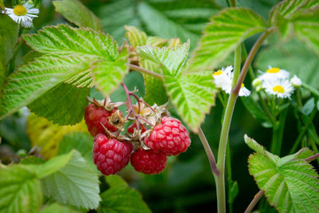Ripe raspberry in the fruit garden. Raspberry bushes with ripe berries