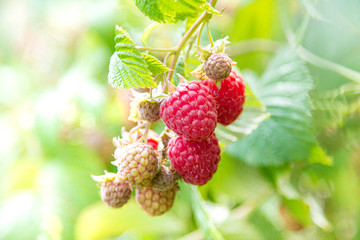 Ripe raspberry in the fruit garden. Raspberry bushes with ripe berries