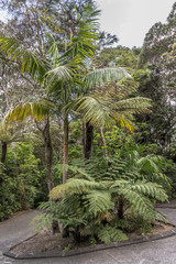 ferns and palms in lush rain forest, Pauanui, New Zealand