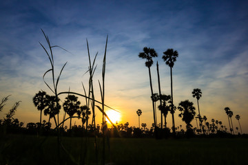 Silhouette coconut palm tree at sunset. nature outdoor photography. wallpaper of nature.