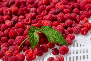 Red ripe and juicy raspberries and green leaf. Harvest concept