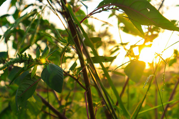 Grass on the field during sunrise. Agricultural landscape in the summer time