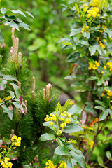 Yellow young flowers of Mahonia Aquifolium close up on a green blurred coniferous background.