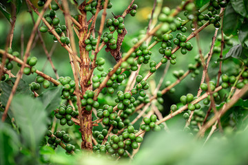 Coffee cherries. Coffee beans on coffee tree, branch of a coffee tree with ripe fruits with dew. Concept Image.