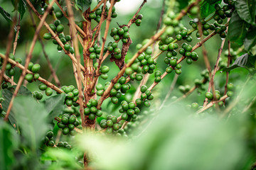 Coffee cherries. Coffee beans on coffee tree, branch of a coffee tree with ripe fruits with dew. Concept Image.