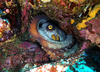 East Asian Common octopus (Octopus sinensis) hiding between rocks © makonfish