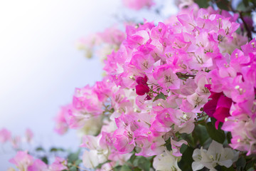 Bougainvilleas with in nature with blurred background. Paper flower