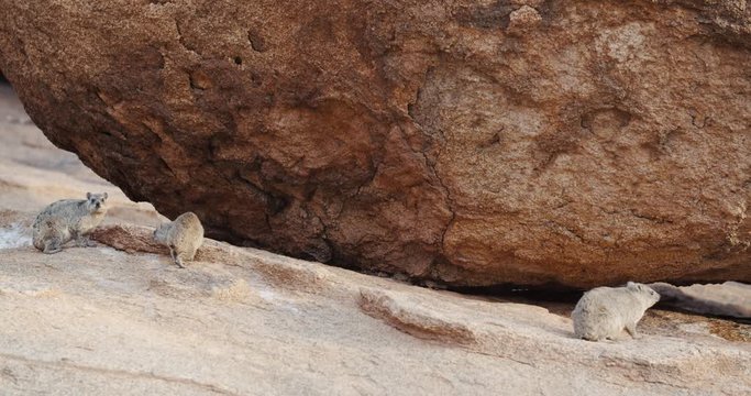 Little rodents from the mountain Erongo in Namibia, rock hyraxes, 4k