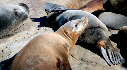 Fototapeta premium seal 3