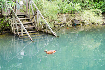 Brown colored duck is swimming in a pond against stones bank with wooden staircase and green bushes.